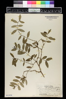 Euphorbia hillebrandii image