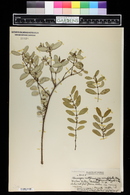 Chamaesyce multiformis var. microphylla image