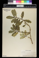 Chamaesyce clusiifolia image