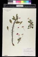 Euphorbia milii image