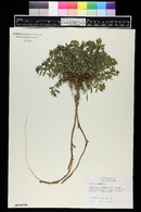 Euphorbia spinosa image