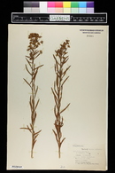 Euphorbia esula image