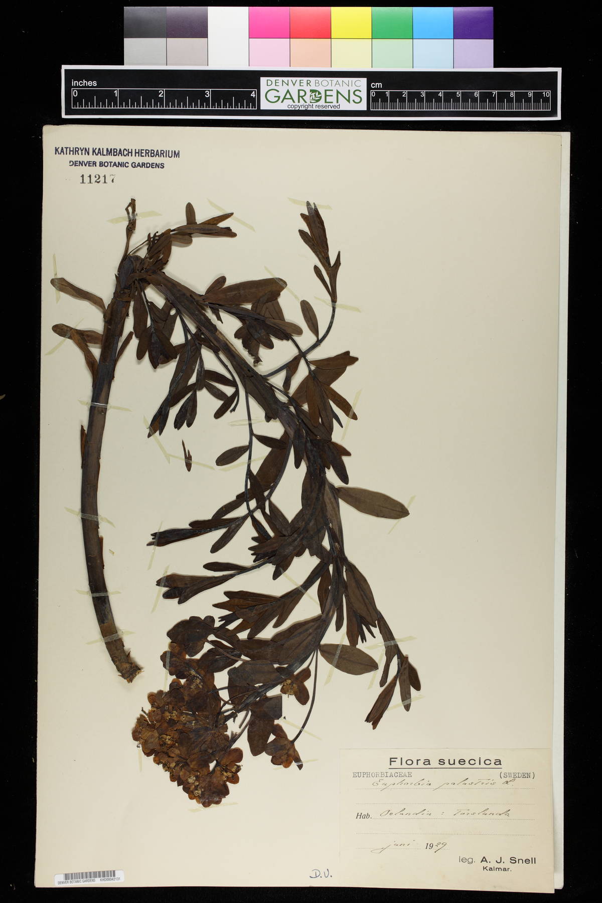 Euphorbia palustris image