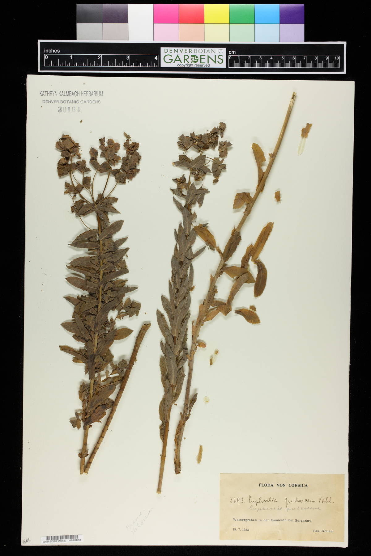 Euphorbia hirsuta image