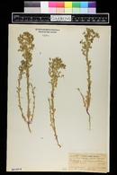 Euphorbia spathulata image