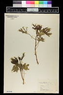 Jatropha macrorhiza image