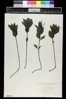 Mercurialis perennis image