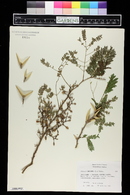 Acacia cornigera image
