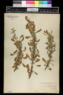 Acacia greggii image