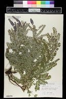 Amorpha canescens image