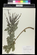 Amorpha canescens image