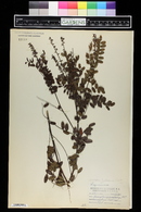 Amorpha cyanostachya image