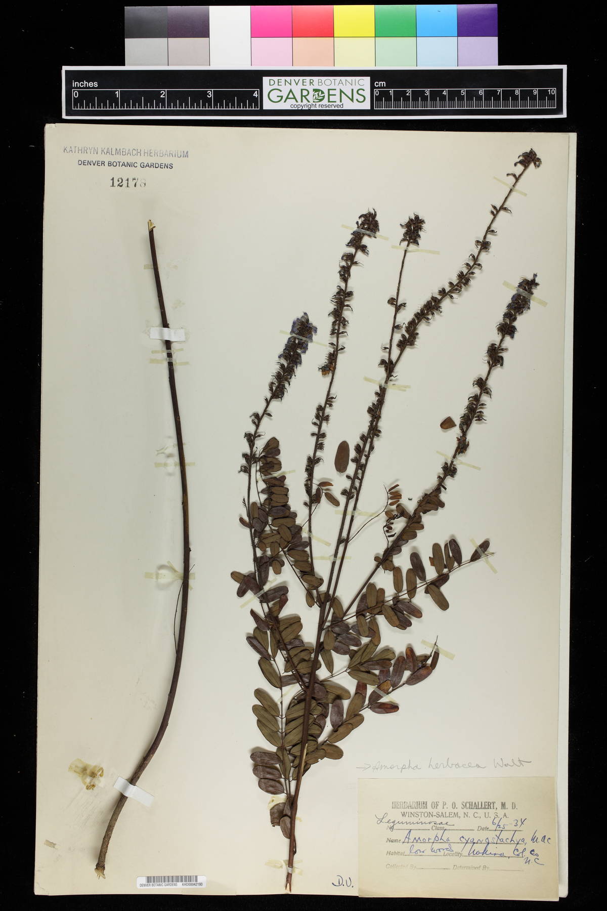 Amorpha cyanostachya image