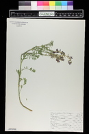 Astragalus bisulcatus image