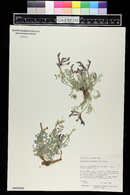 Astragalus chamaeleuce image