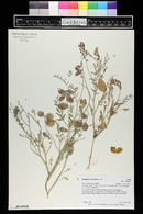 Astragalus fucatus image