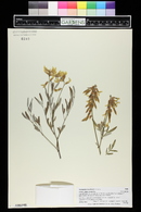 Astragalus hamiltonii image