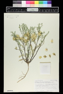 Astragalus lentiginosus var. diphysus image