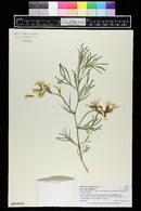 Astragalus nelsonianus image