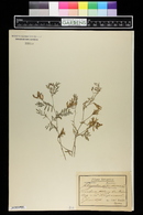 Astragalus avonensis image