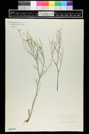 Astragalus filipes image