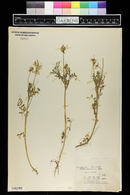 Astragalus leptocarpus image