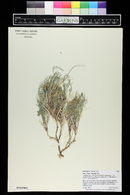 Astragalus zionis image