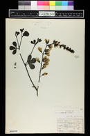 Baptisia alba var. macrophylla image