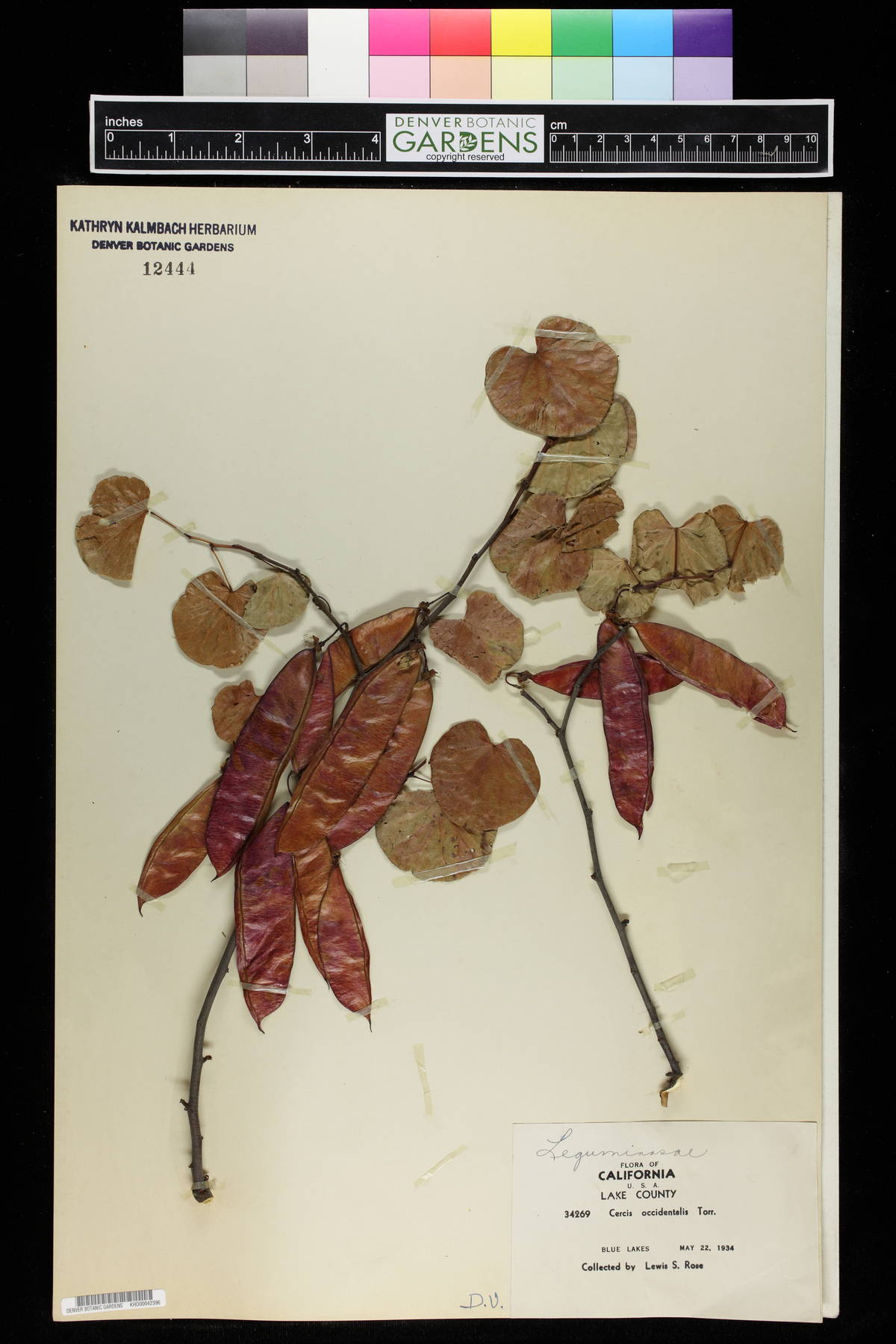 Cercis occidentalis image