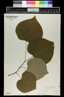 Cercis canadensis image