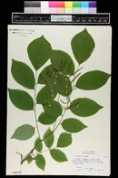 Cladrastis kentukea image