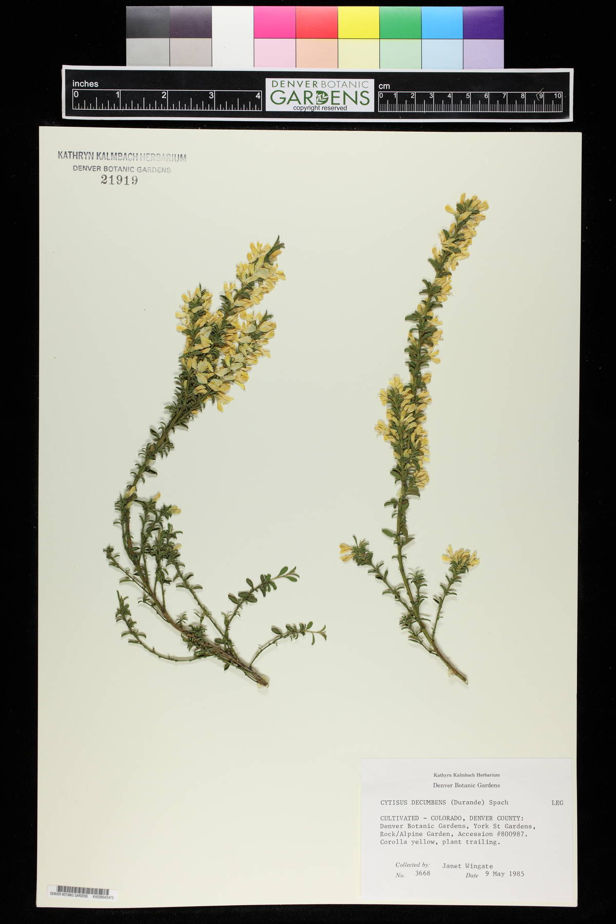 Cytisus decumbens image