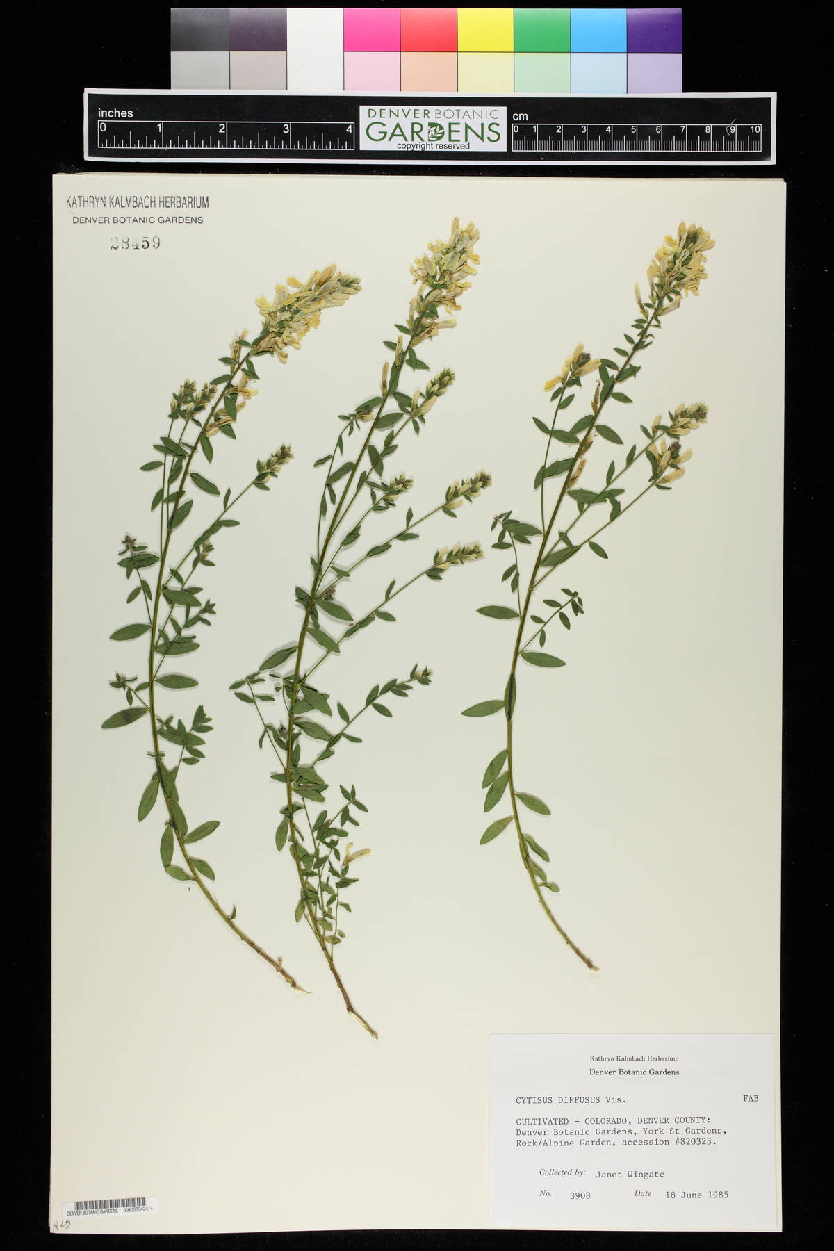 Cytisus pseudoprocumbens image