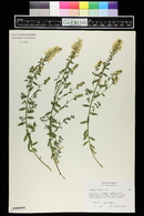 Cytisus pseudoprocumbens image