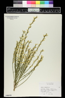 Cytisus praecox image