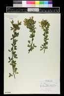 Chamaecytisus supinus image