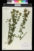 Chamaecytisus supinus image