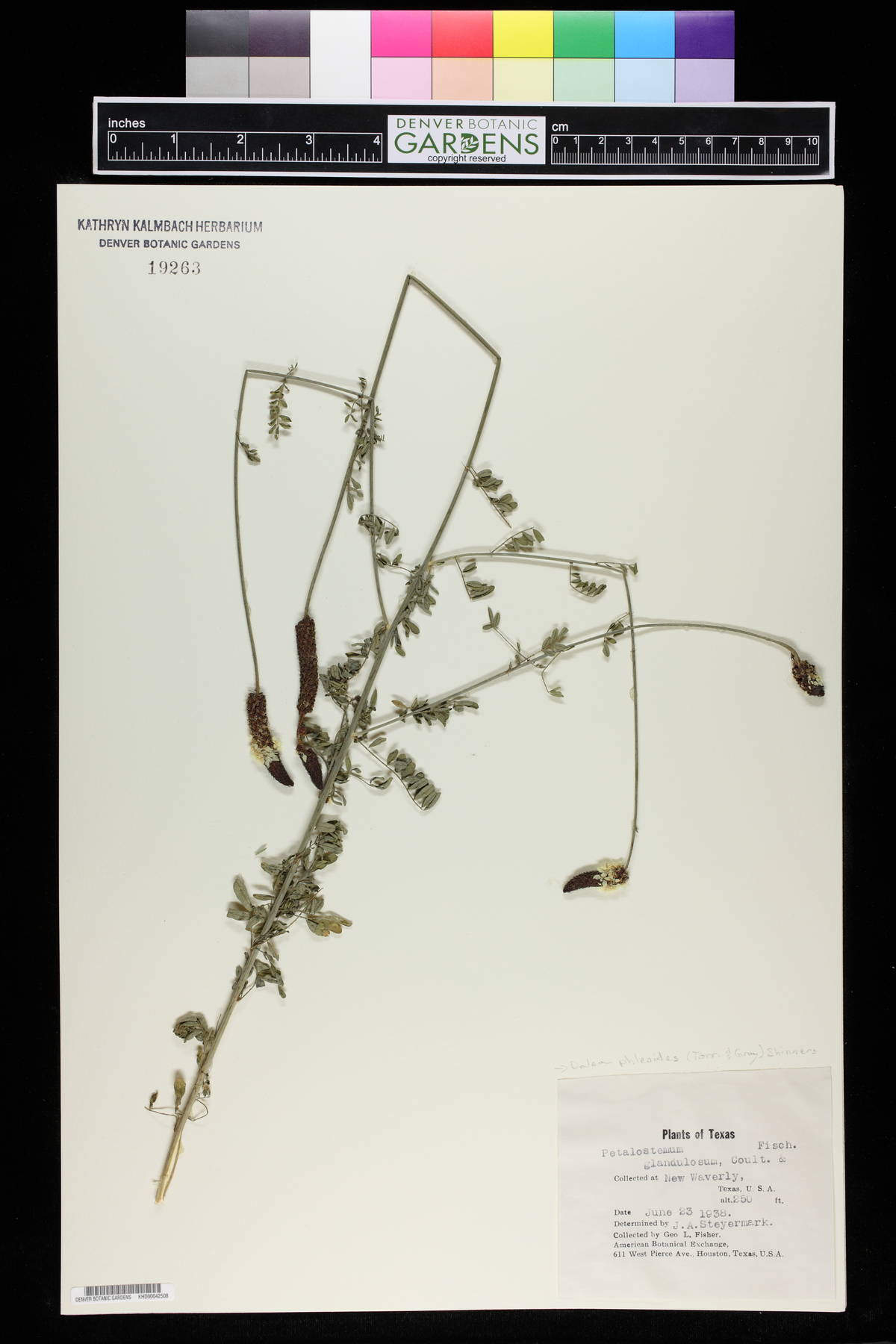 Petalostemon glandulosus image