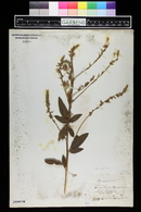 Desmodium canadense image