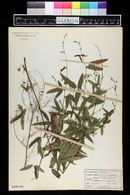 Desmodium paniculatum image