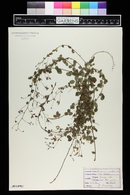 Desmodium ciliare image