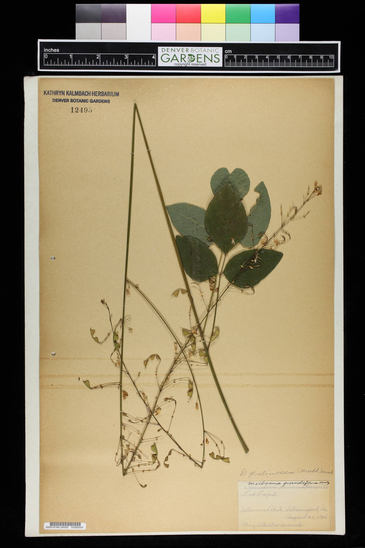 Meibomia grandiflora image