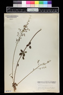 Desmodium marilandicum image