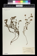 Dorycnium pentaphyllum image