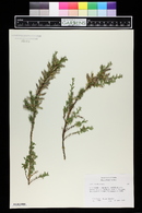 Genista pilosa image