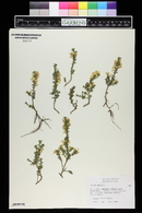 Genista pilosa image