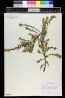 Genista pilosa image