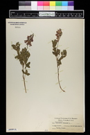 Hedysarum hedysaroides subsp. hedysaroides image