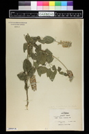 Psoralea macrostachya image