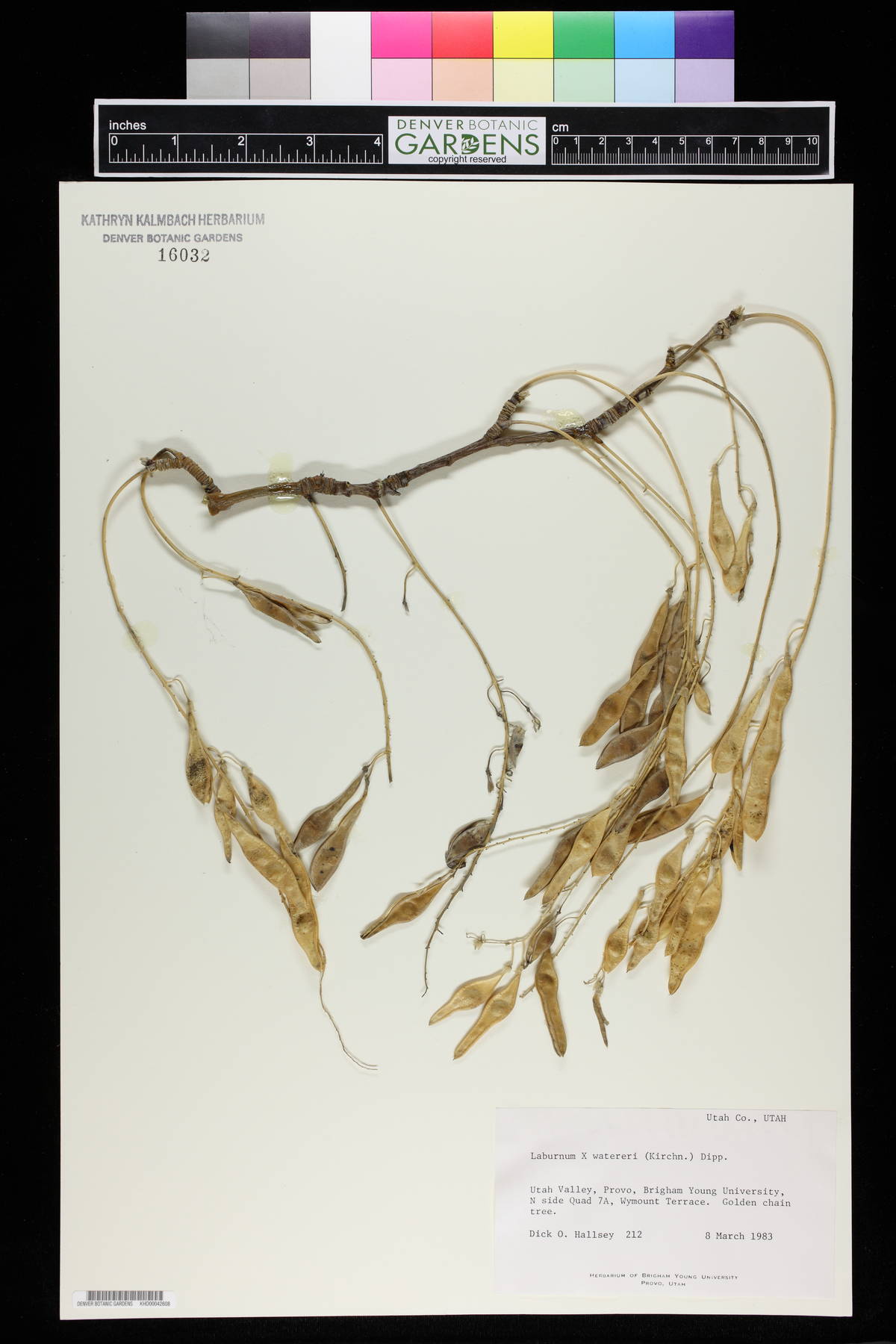 Laburnum x watereri image